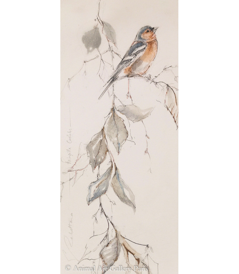 dessin-aquarelle-pinson-des-arbres-oiseau-rebottaro-2