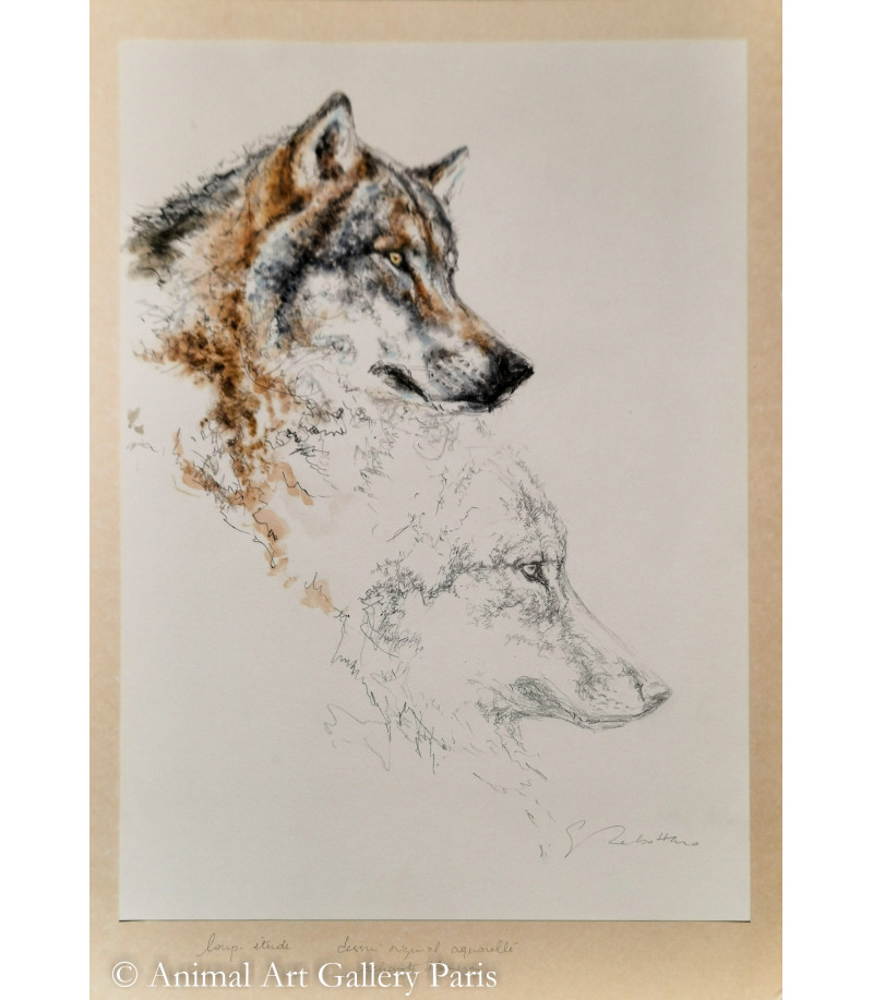 dessin-aquarelle-etude-de-loup-rebottaro