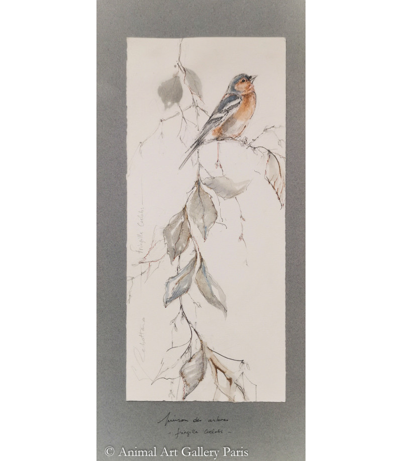 dessin-aquarelle-pinson-des-arbres-oiseau-rebottaro-3