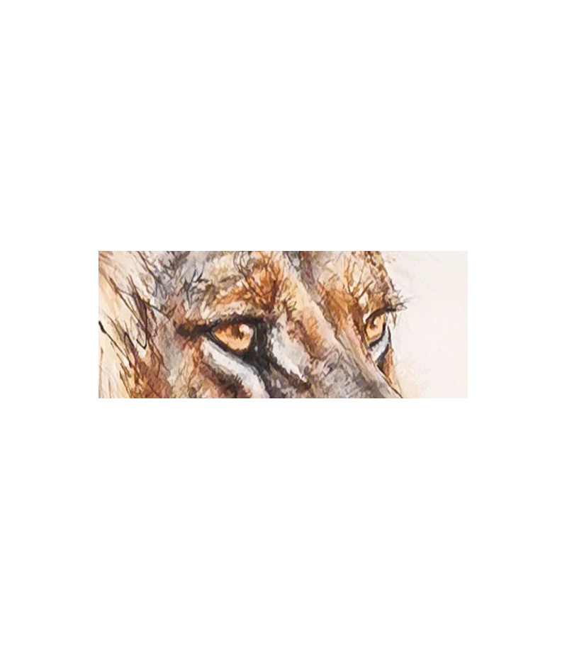 dessin-aquarelle-lion-5-rebottaro-3