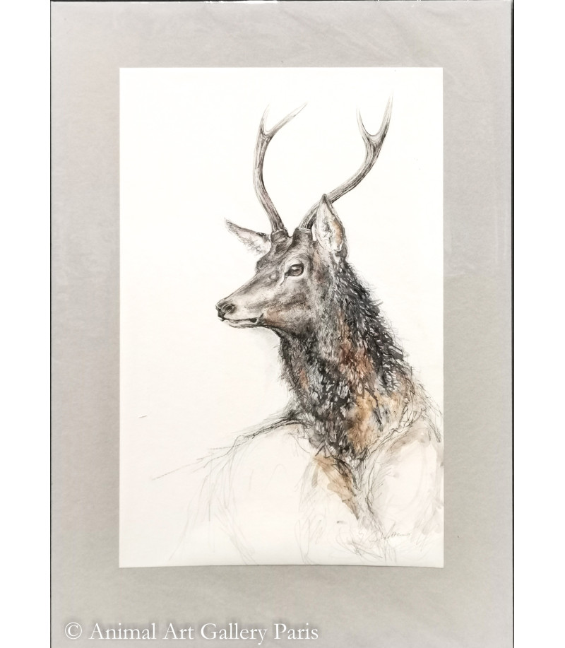 dessin-aquarelle-cerf-daguet-rebottaro-3