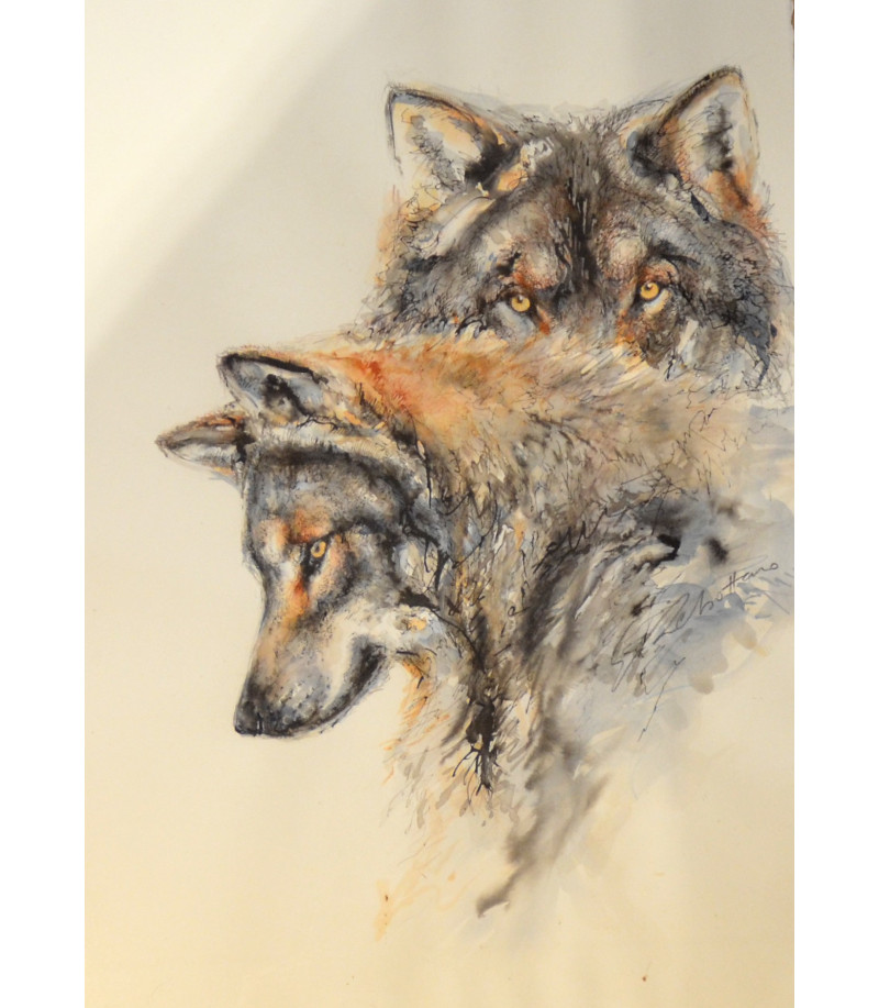 dessin-aquarelle-deux-loups-rebottaro