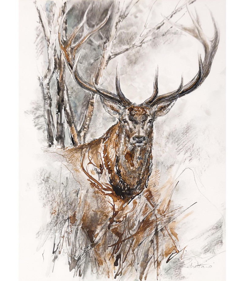 dessin-aquarelle-cerf-rebottaro