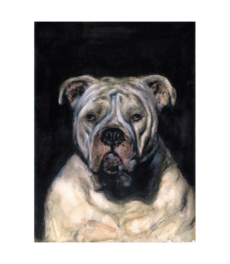 peinture-aquarelle-chien-bouledogue-americain-ly