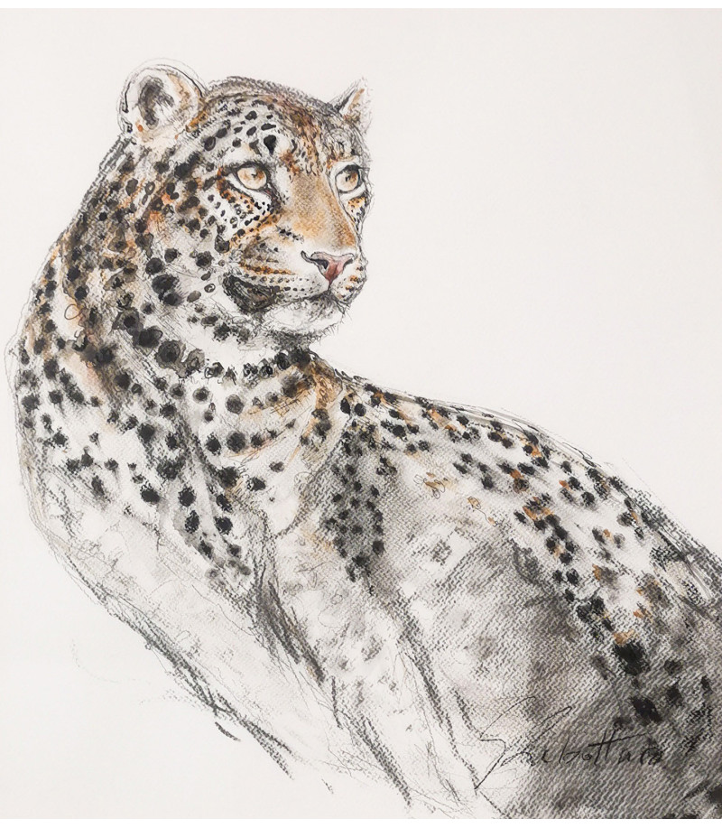 dessin-aquarelle-leopard-rebottaro-2