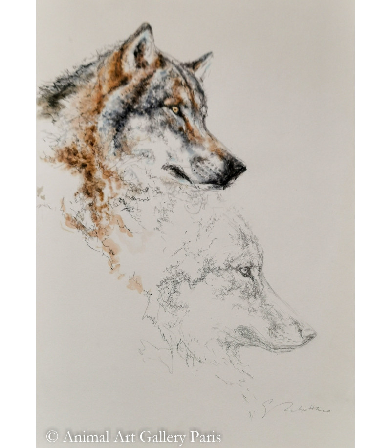 dessin-aquarelle-etude-de-loup-rebottaro-2