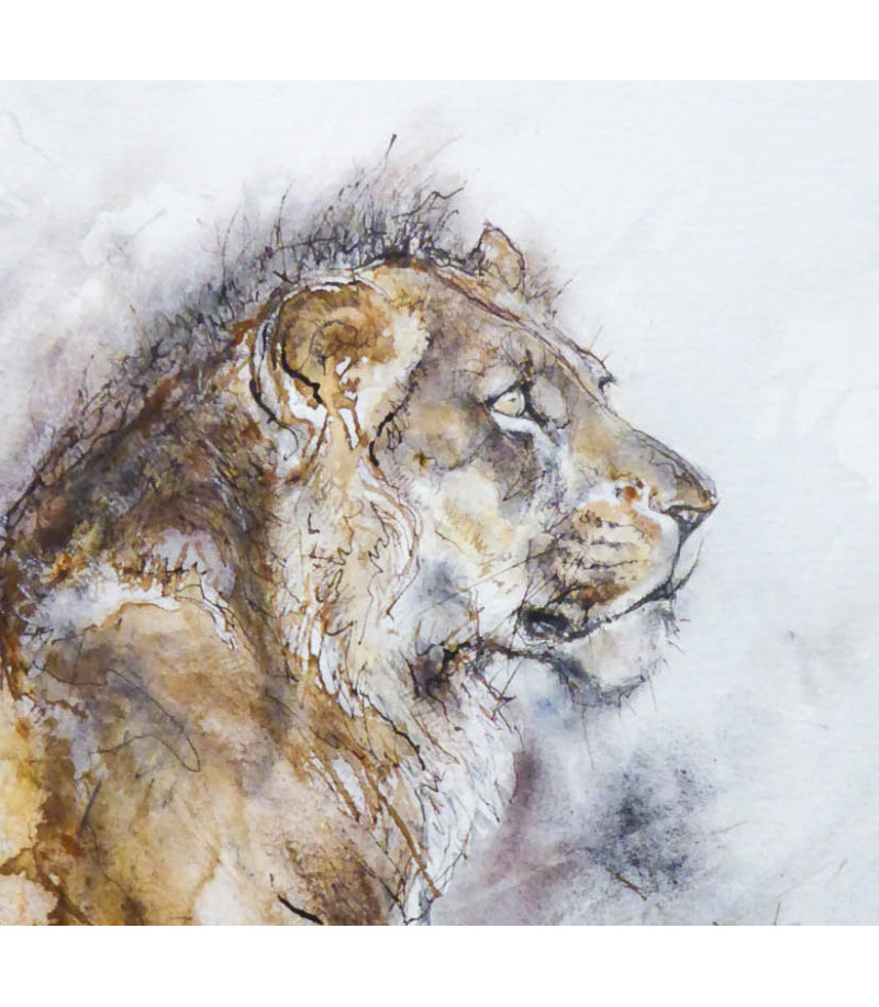 dessin-aquarelle-lion-assis-rebottaro