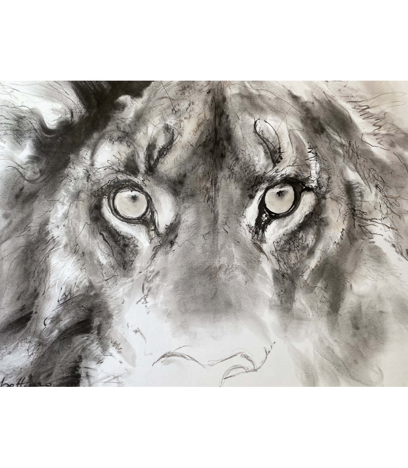 dessin-aquarelle-regard-de-lion-rebottaro