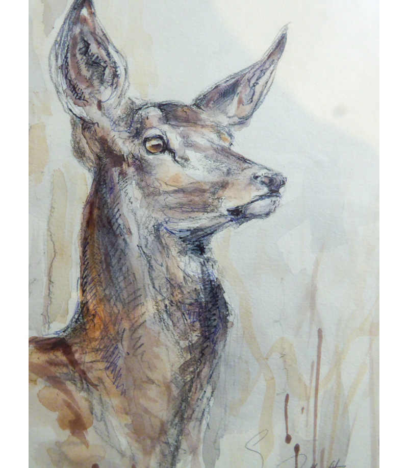 dessin-aquarelle-biche-rebottaro