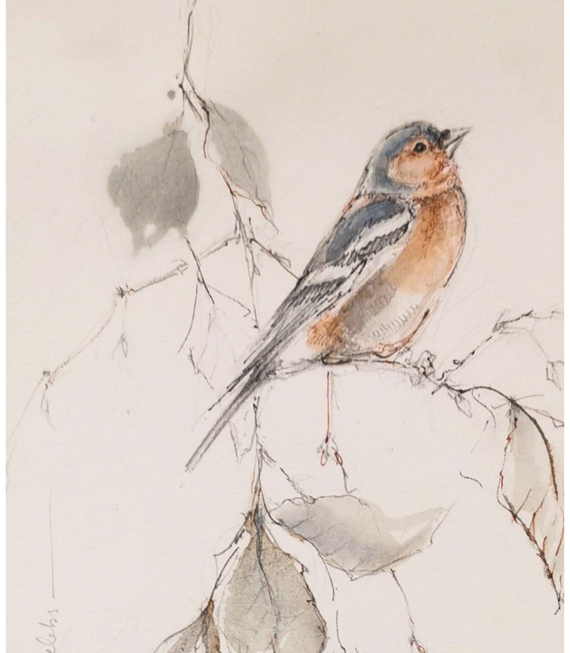 dessin-aquarelle-pinson-des-arbres-oiseau-rebottaro