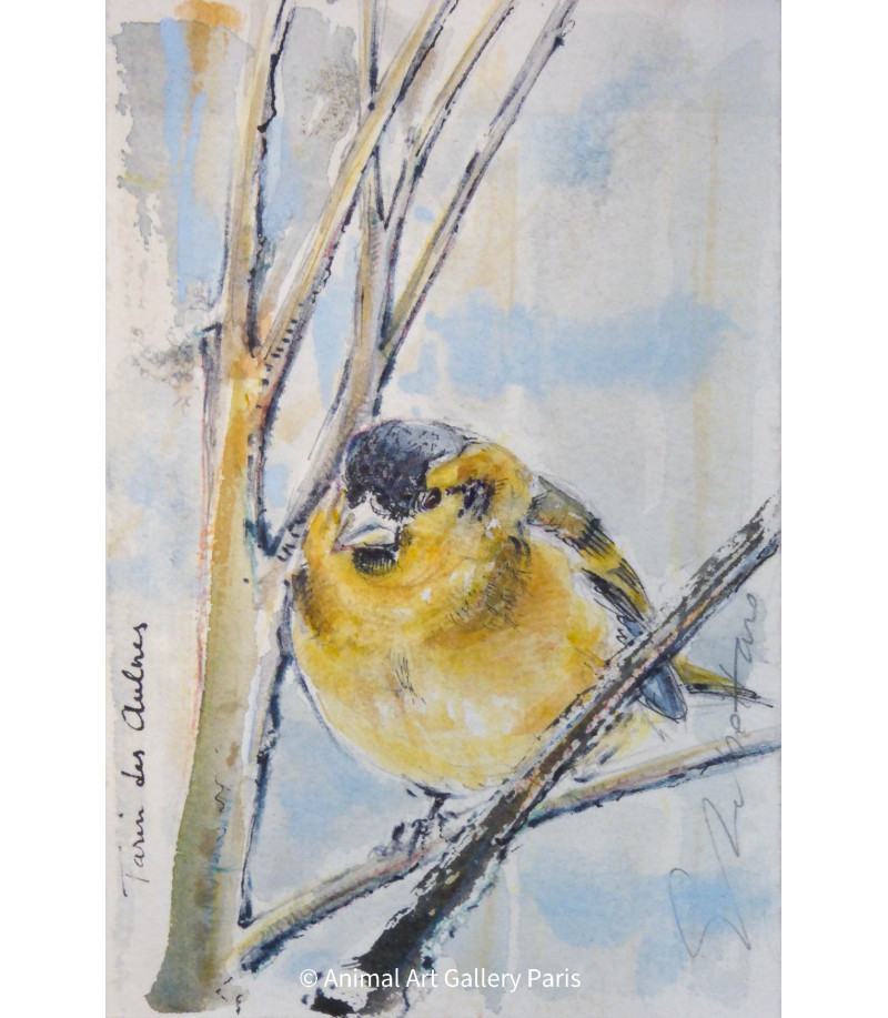 dessin-aquarelle-tarin-des-aulnes-oiseaux-rebottaro