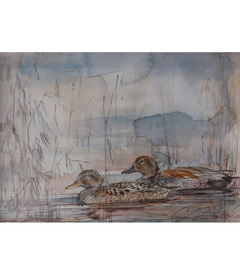 dessin-aquarelle-canard-chipeaux-rebottaro