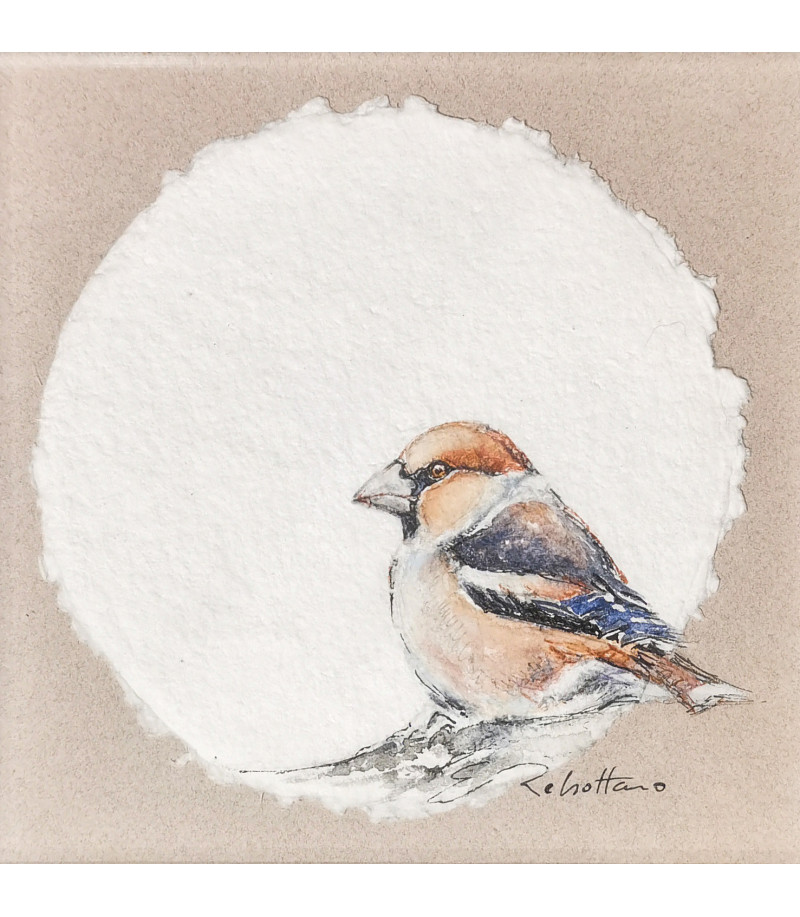 dessin-aquarelle-oiseau-grosbec-casse-noyaux-rebottaro