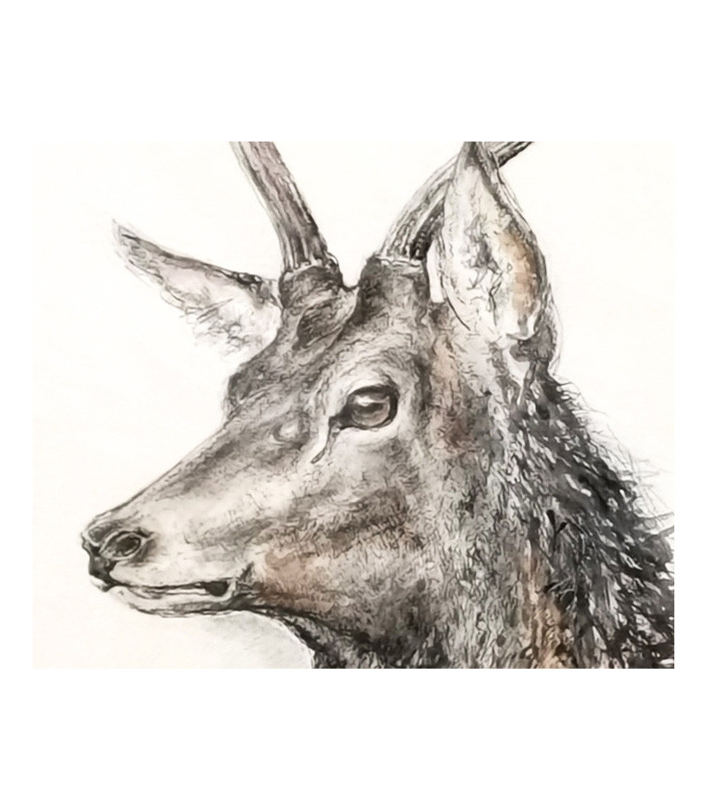 dessin-aquarelle-cerf-daguet-rebottaro-2