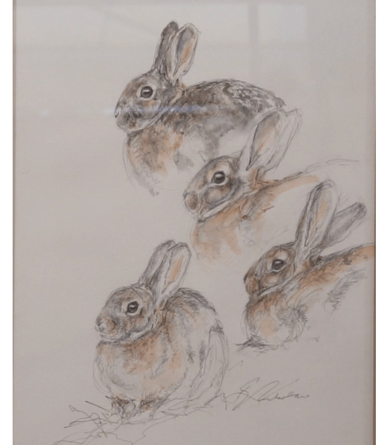 dessin-aquarelle-etude-de-lapin-rebottaro