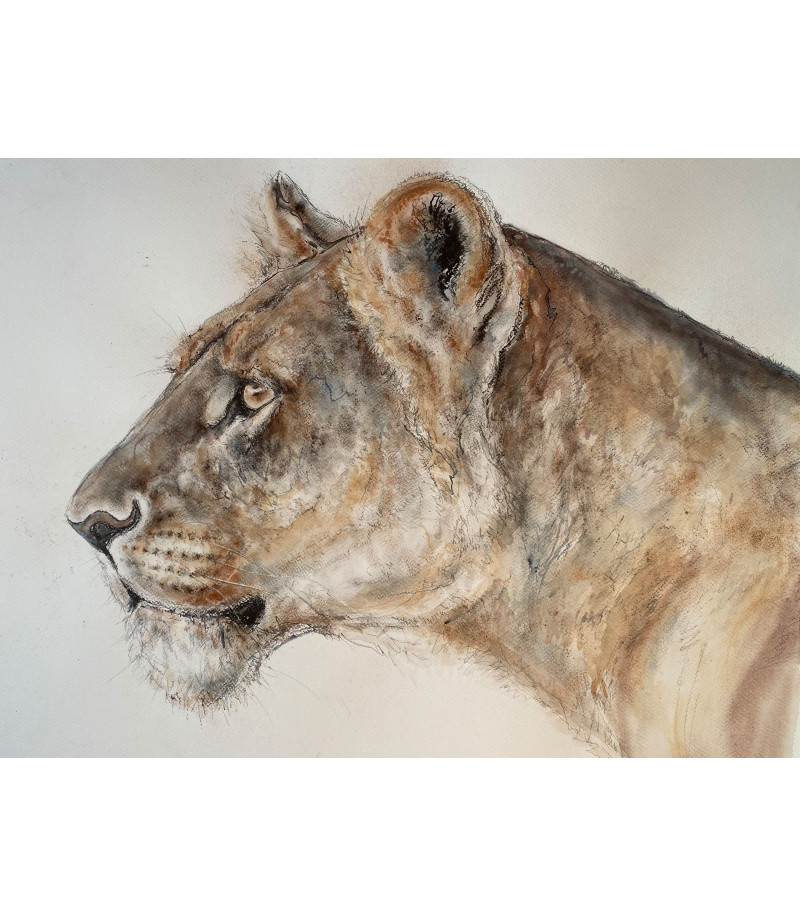 dessin-aquarelle-lionne-rebottaro