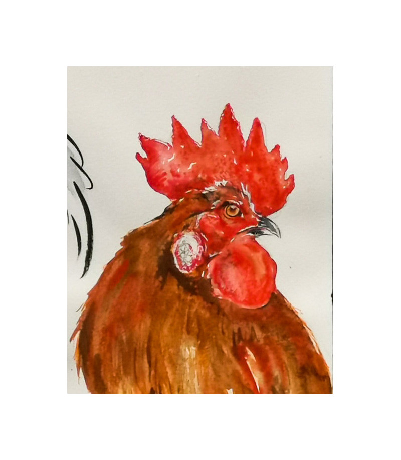 Dessin Aquarelle Coq rouge Rebottaro-3