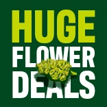 Generic-Assets-Flower-A-DealsMobile.webp