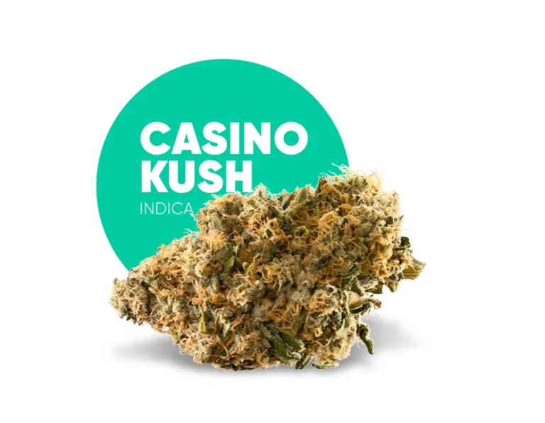 Best-Indica-strain-For-Sleep-Casino-Kush