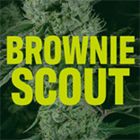 brownie-scout-DC-moblie.webp