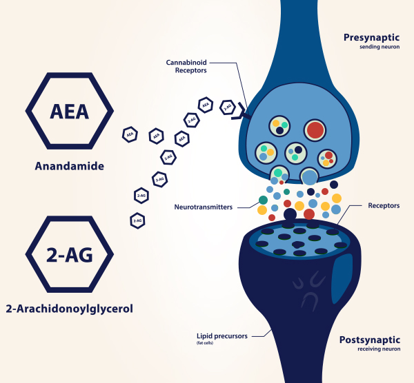 Endocannabinoid-receptors