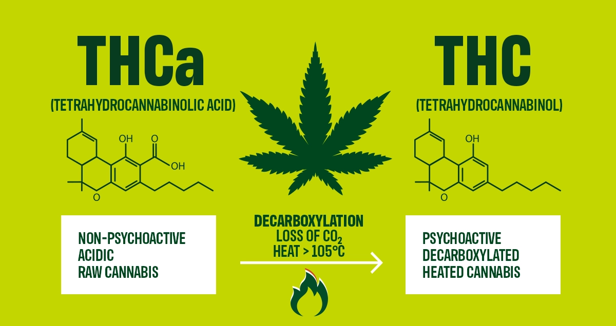 THCa-THC infographic