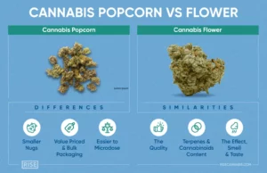 What-Is-Cannabis-Popcorn-Infographic