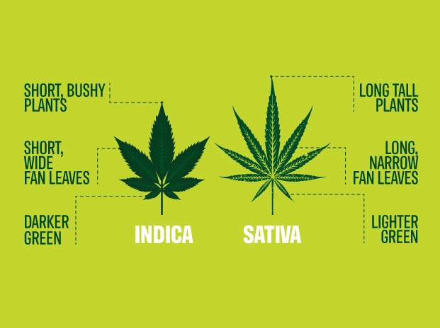 Indica vs Sativa infographics