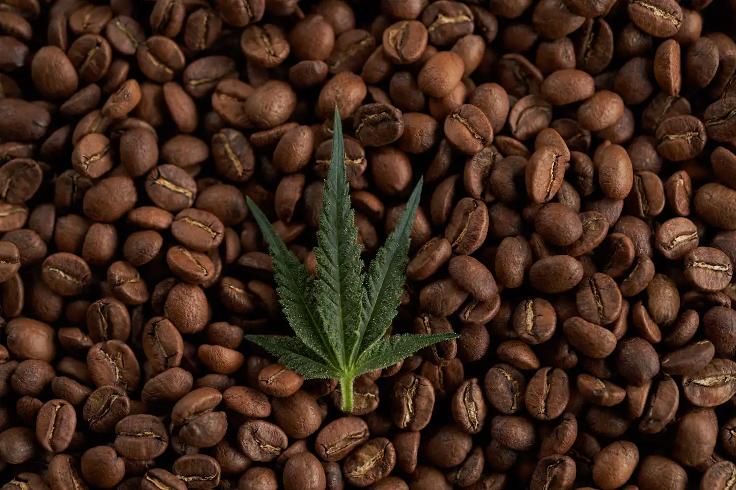 Cannabis Leaf on Coffee Beans