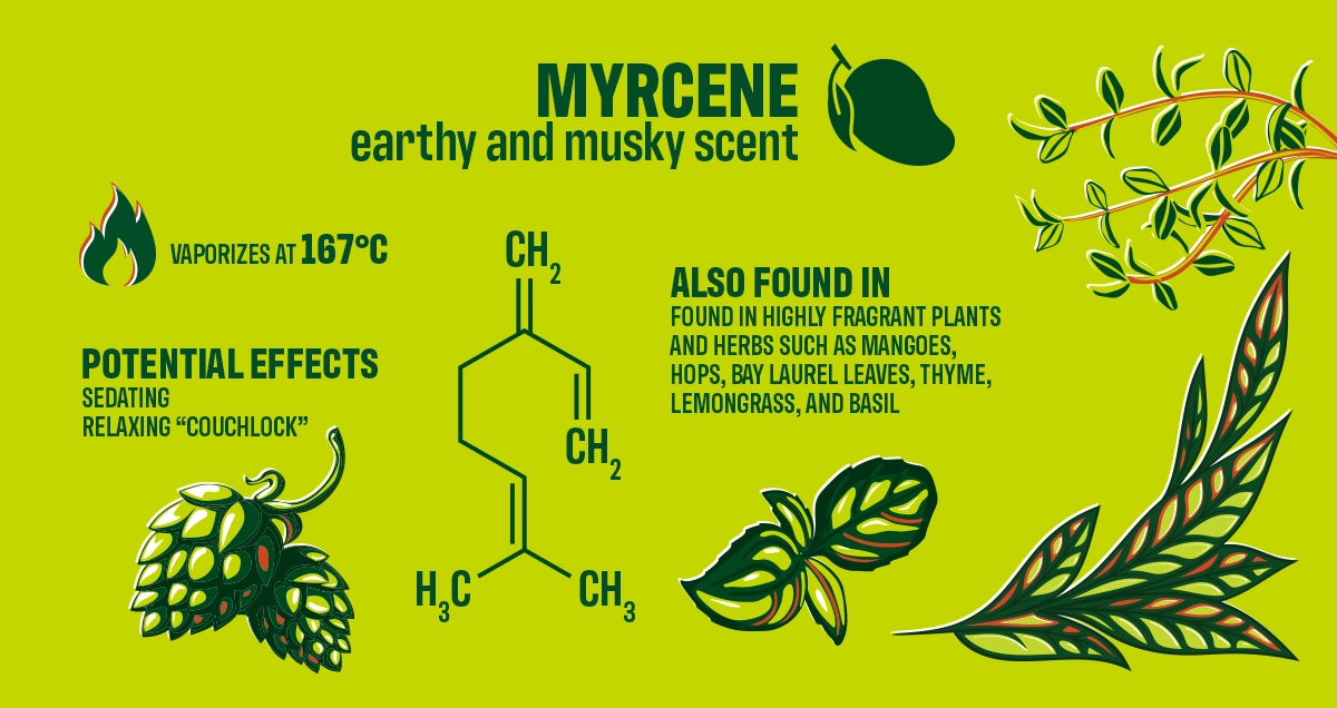 Myrcene Cannabis Plant