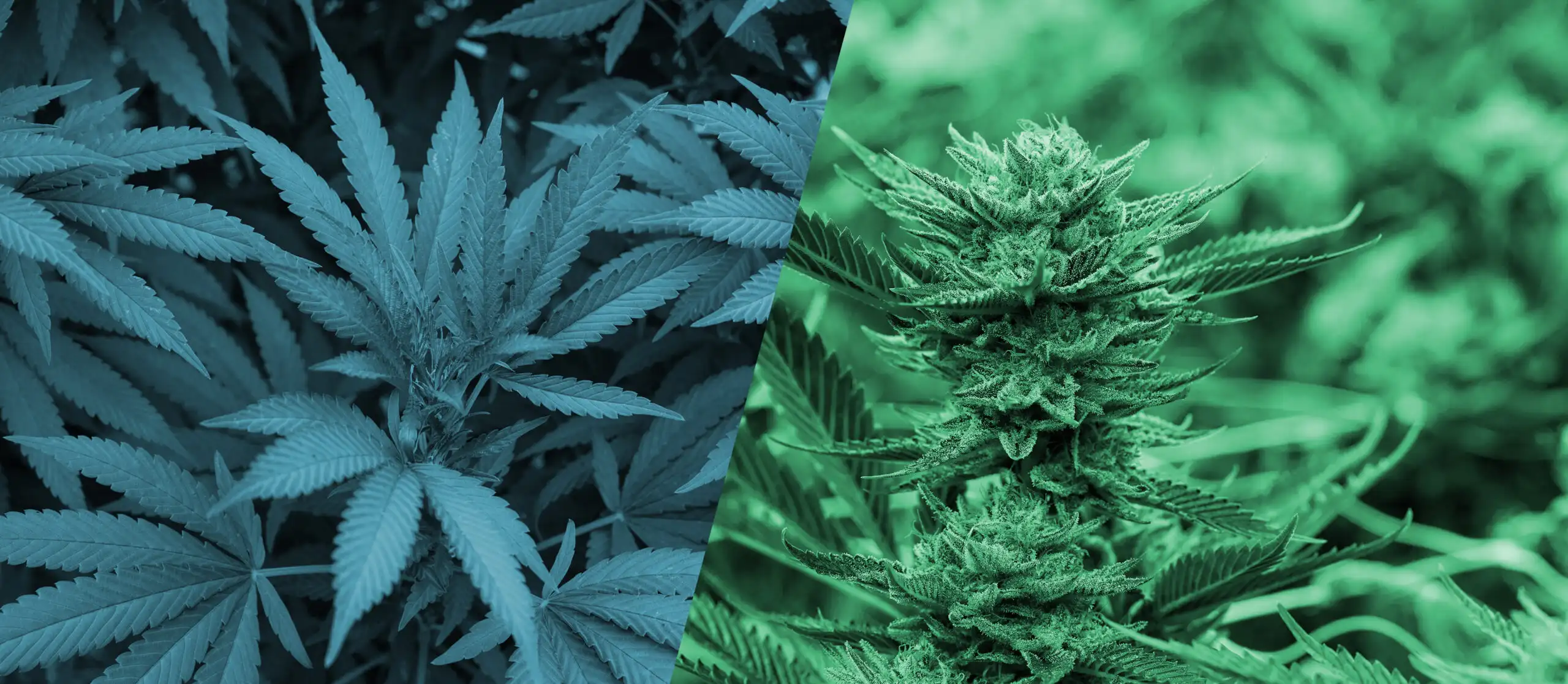 Hemp vs. Marijuana: What's the Difference?