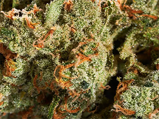 know-more-THC-Strains-Content-Feed.webp