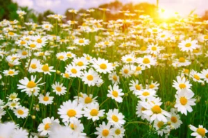 field-of-daisy-flowers