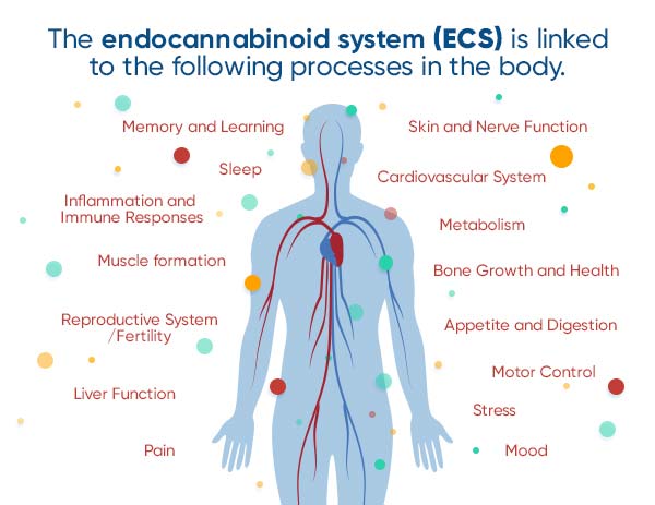 what-are-cannabinoids