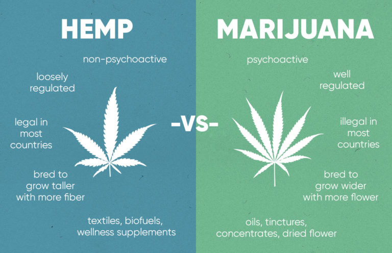 Hemp-vs-Marijuana-difference-768x496