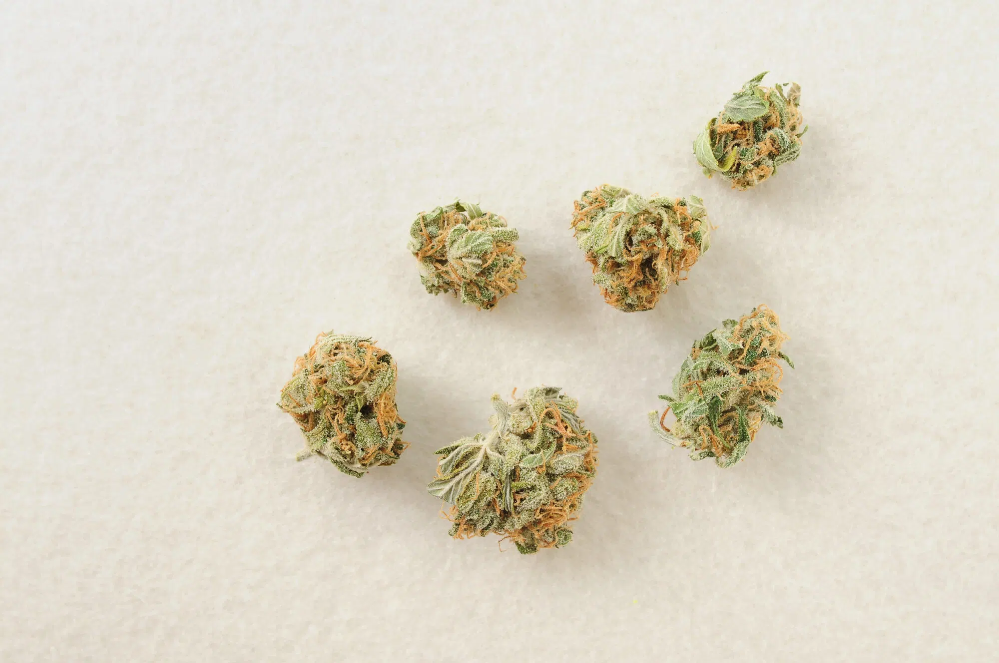 Marijuana-buds-close-up