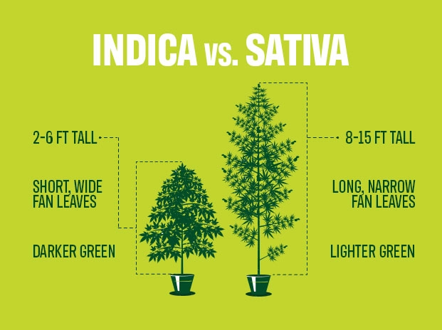 Indica vs Sativa infographics 