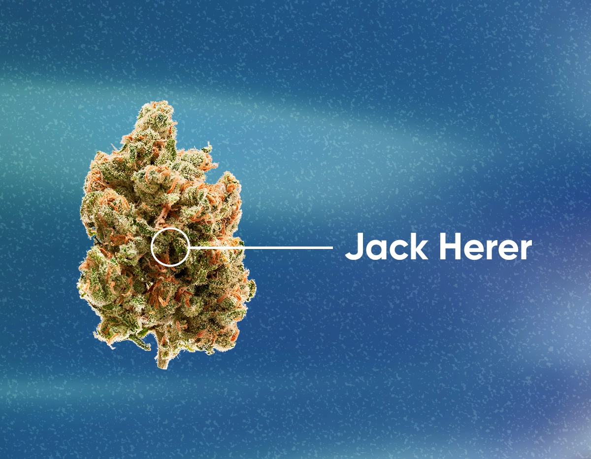 Cannabis-And-Depression-Jack-Herer