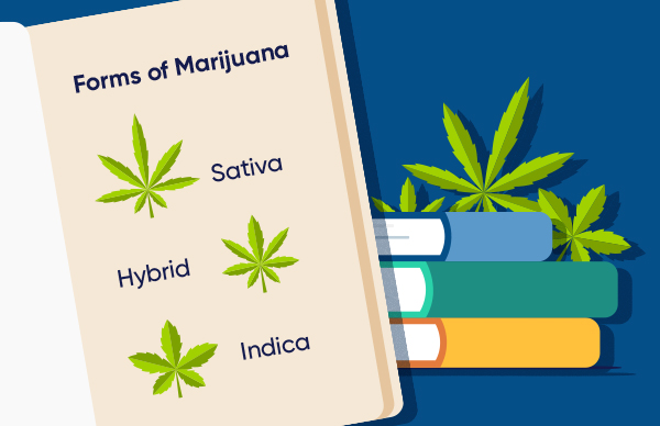 Cannabis Guide 101: Marijuana for Beginners