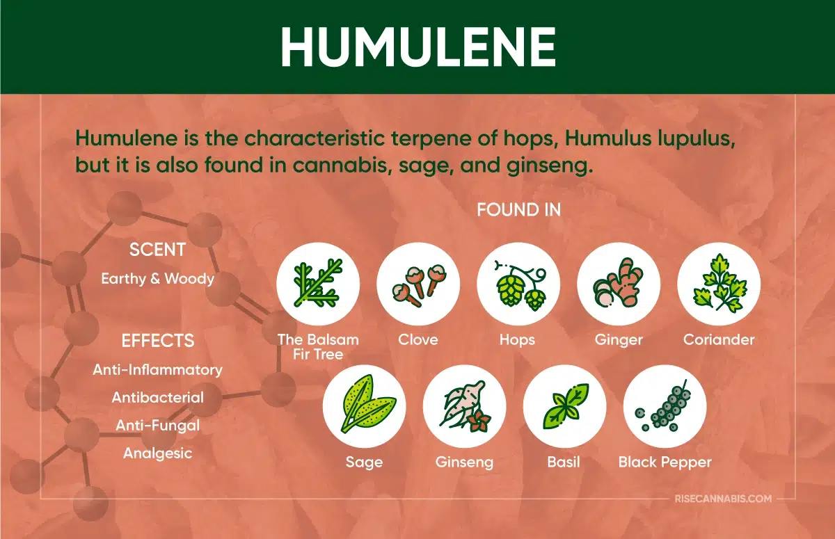 Humulene-terpene-Infographic