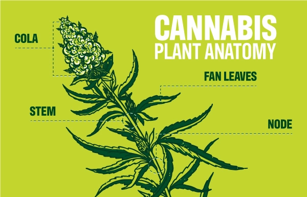 cannabis-plant-anatomy-14g