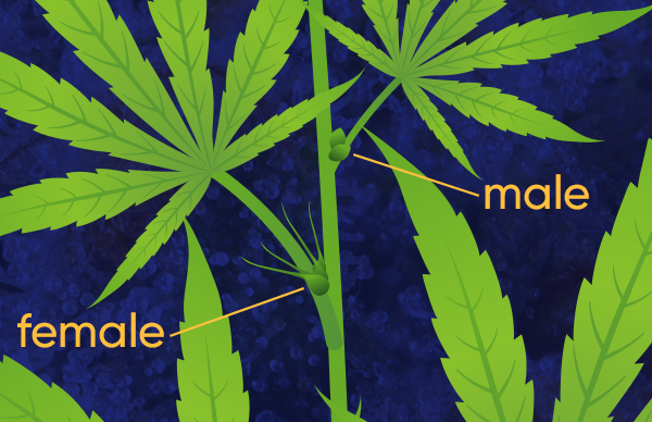 Anatomy-Cannabis-Flower