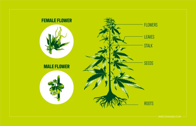 Rise-Cannabis-Womens-History-Month-Infographic-768x496