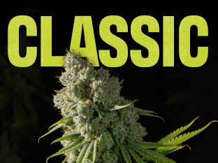 RISE JOPPA CANNABIS DISPENSARY visual data 2