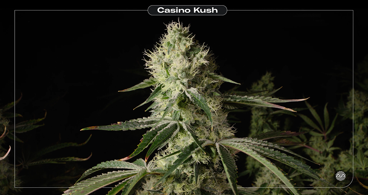 Casino kush