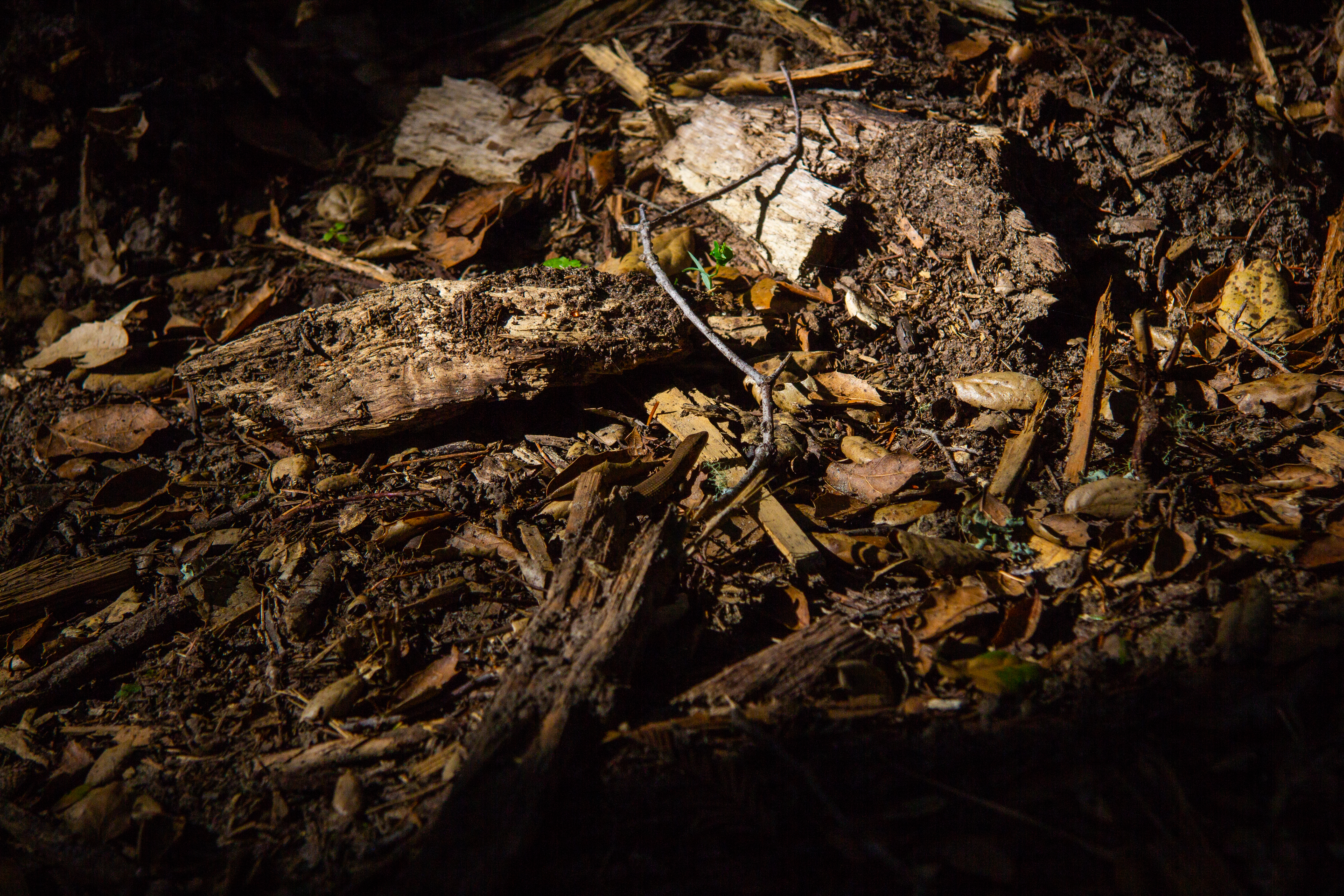 A photograph of a lizard amongst twigs, dirt, and leaves.