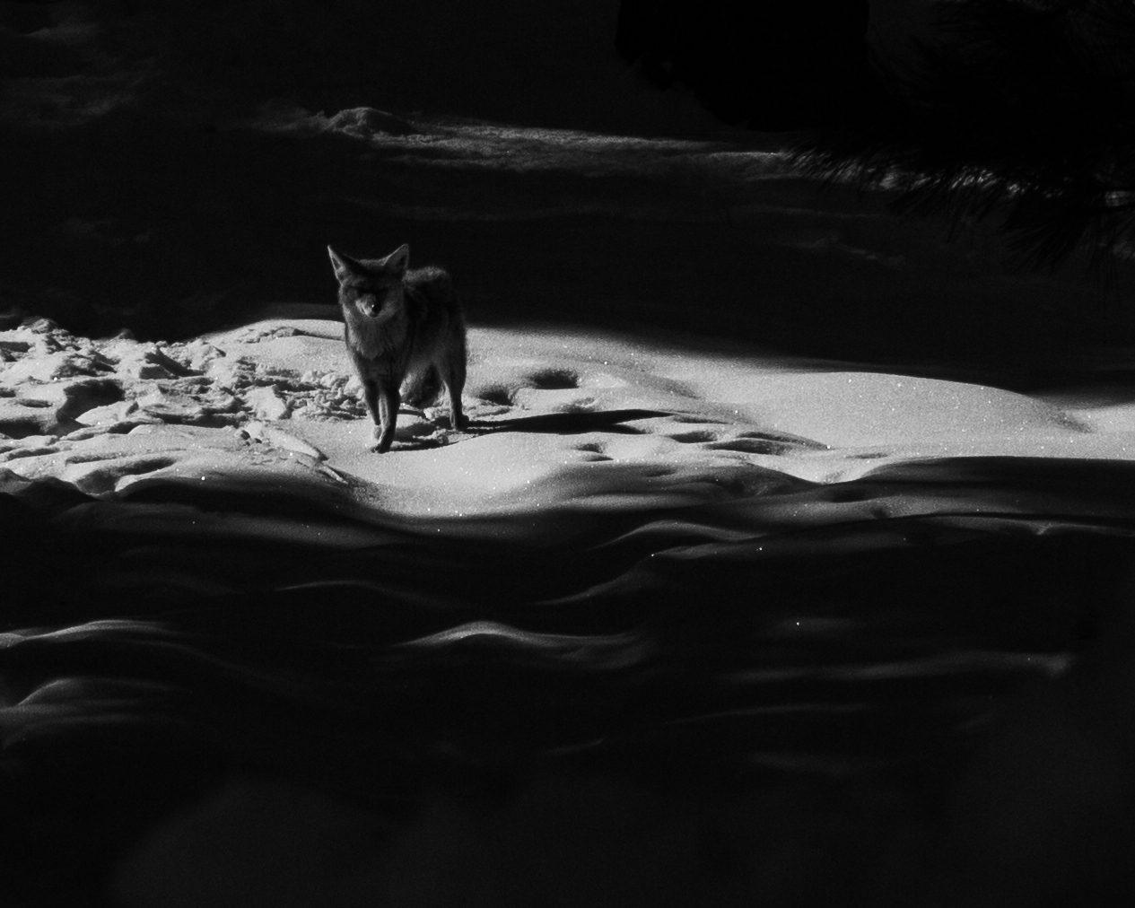 A photograph of a coyote in the snow.