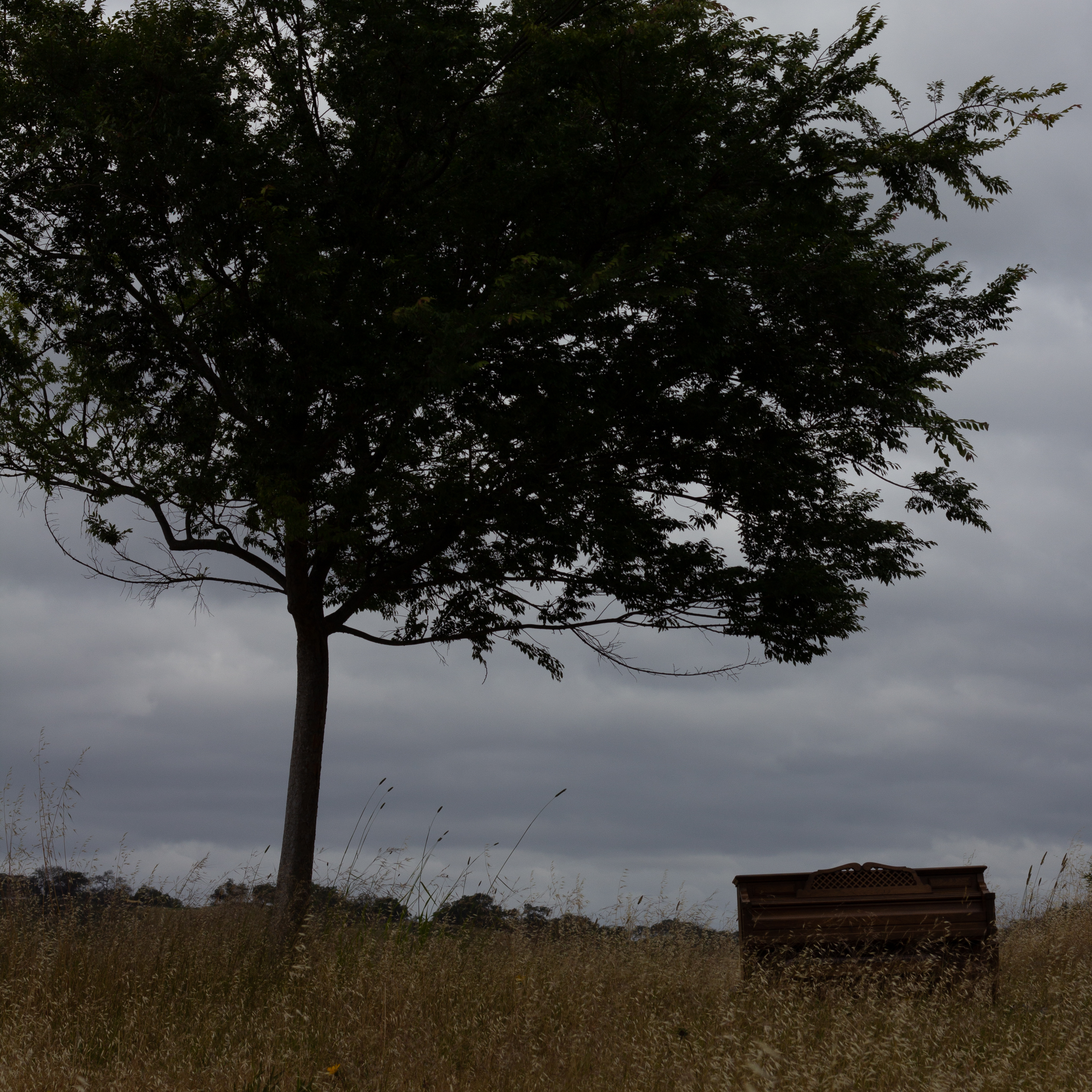 A photograph of a piano on a hill under a tree on a cloudy day.