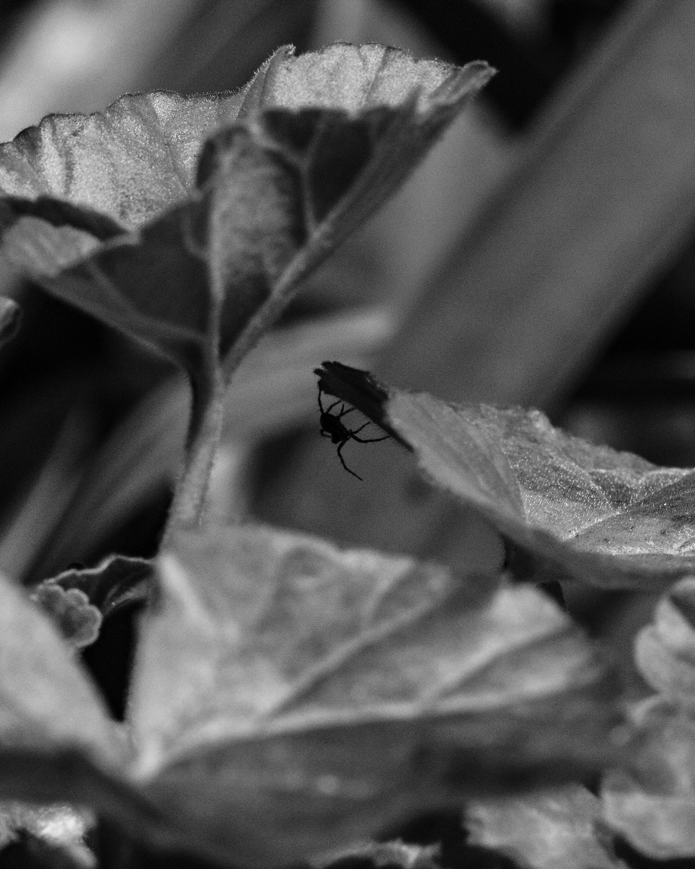 A photograph of a spider lurking beneath a leaf.