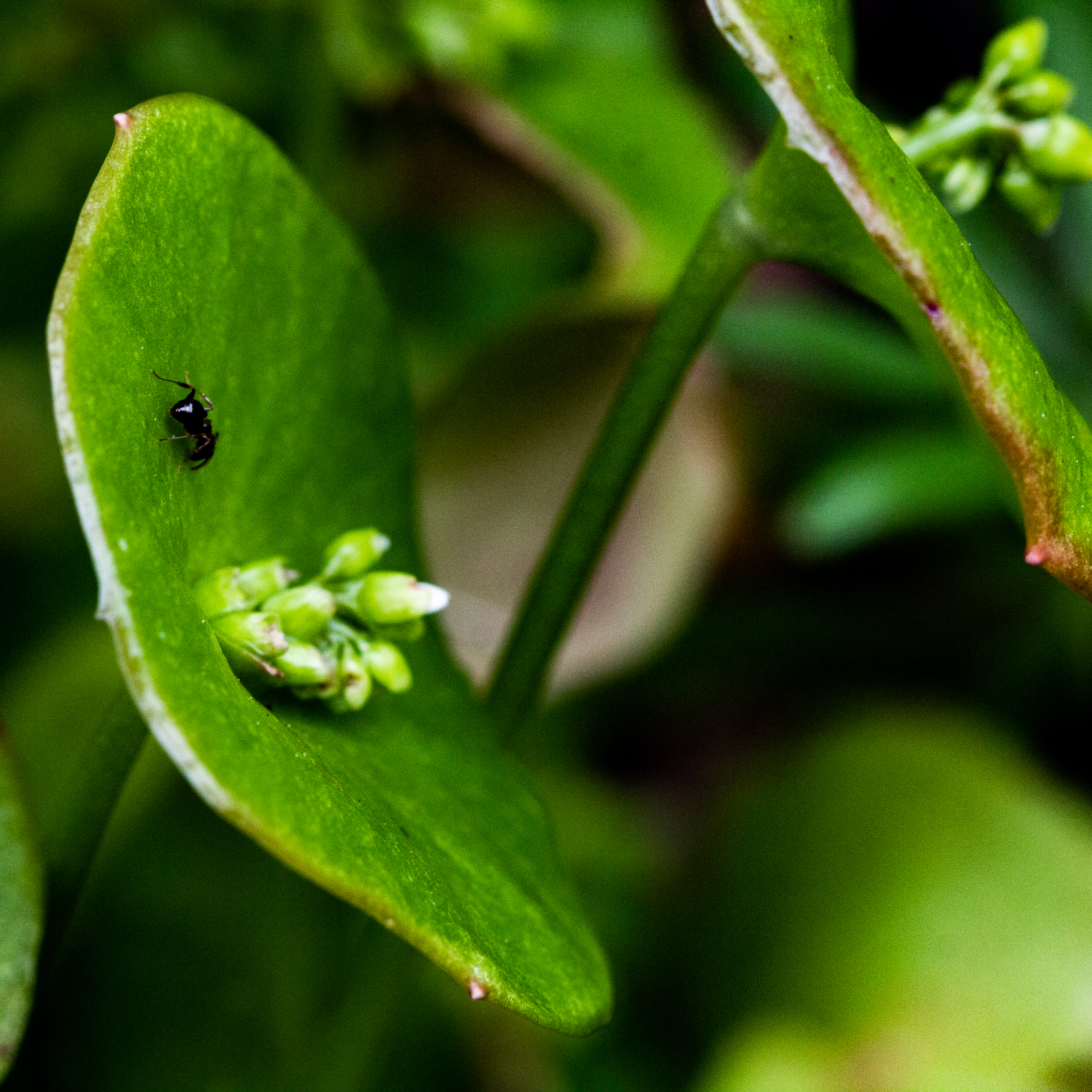 A photograph of an ant on a leaf platform.